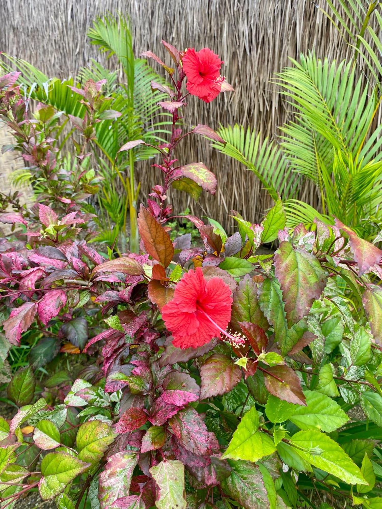 My Island Home Gili Air Exterior photo